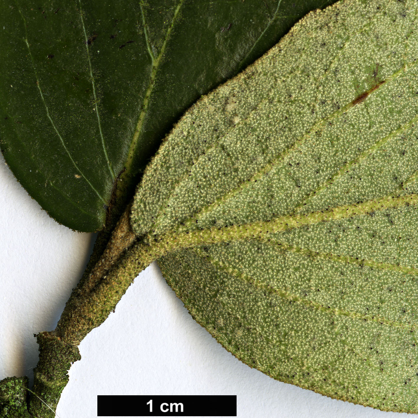 High resolution image: Family: Adoxaceae - Genus: Viburnum - Taxon: ×burkwoodii (V.carlesii × V.utile)